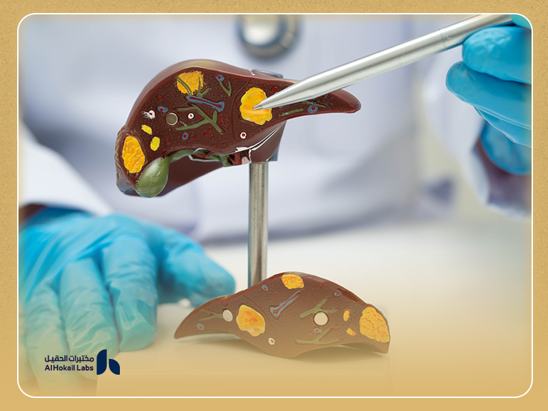Model of liver with highlighted features