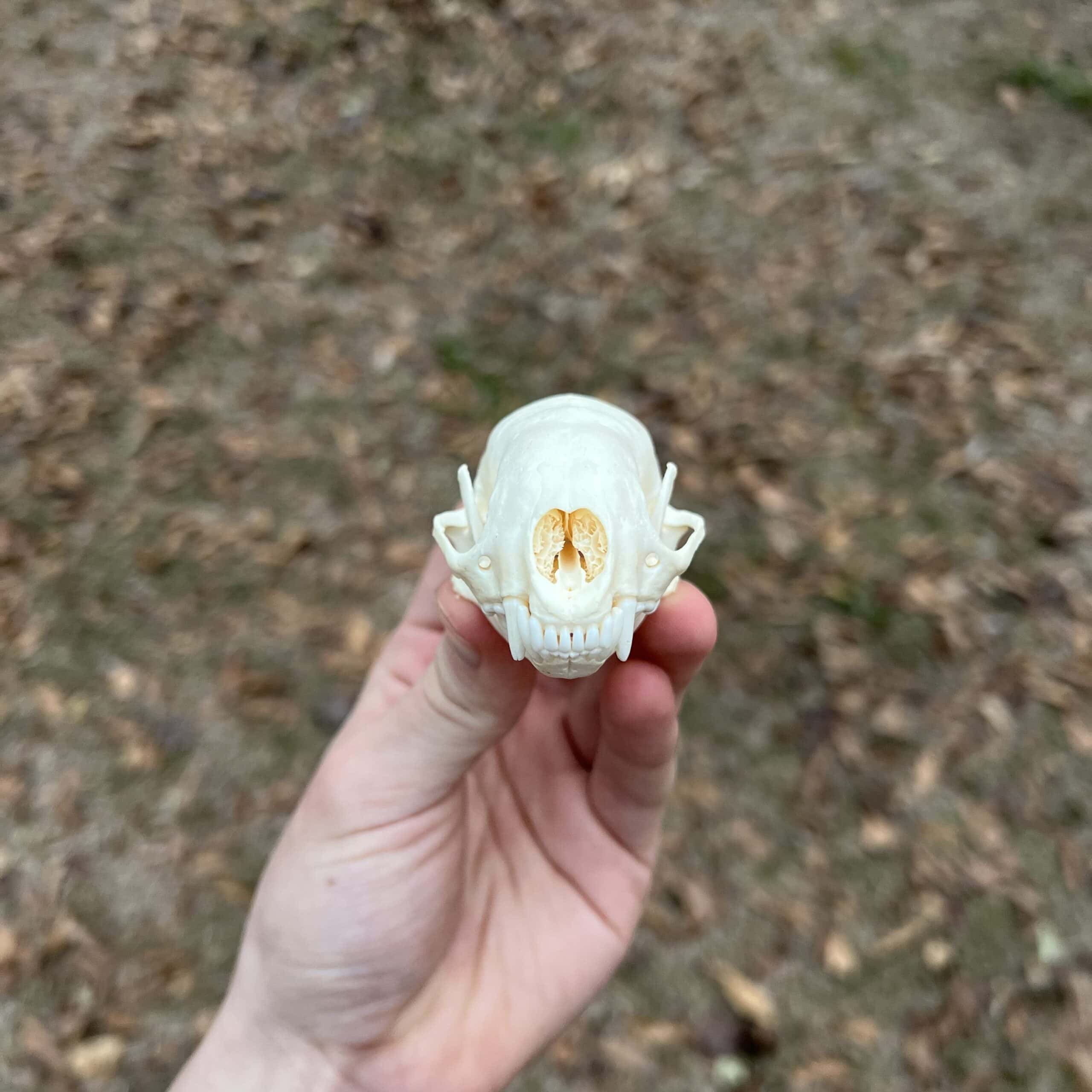 Hognose skunk skull - Image 4