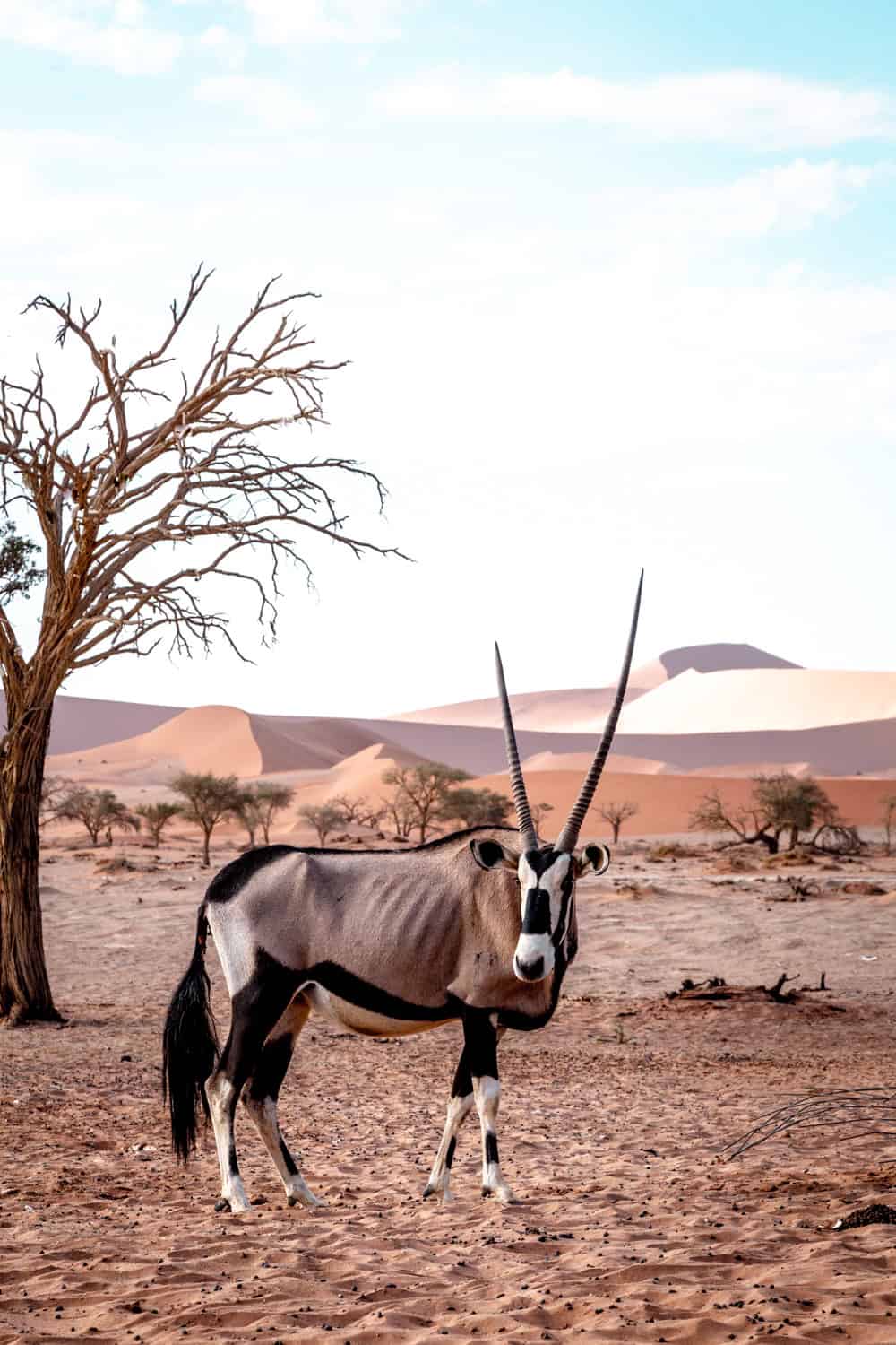 Namibia-visit Sossusvlei- wildlife oryx