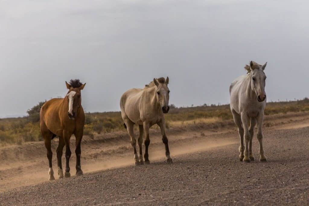 Argentina - Valdes peninsula - horses