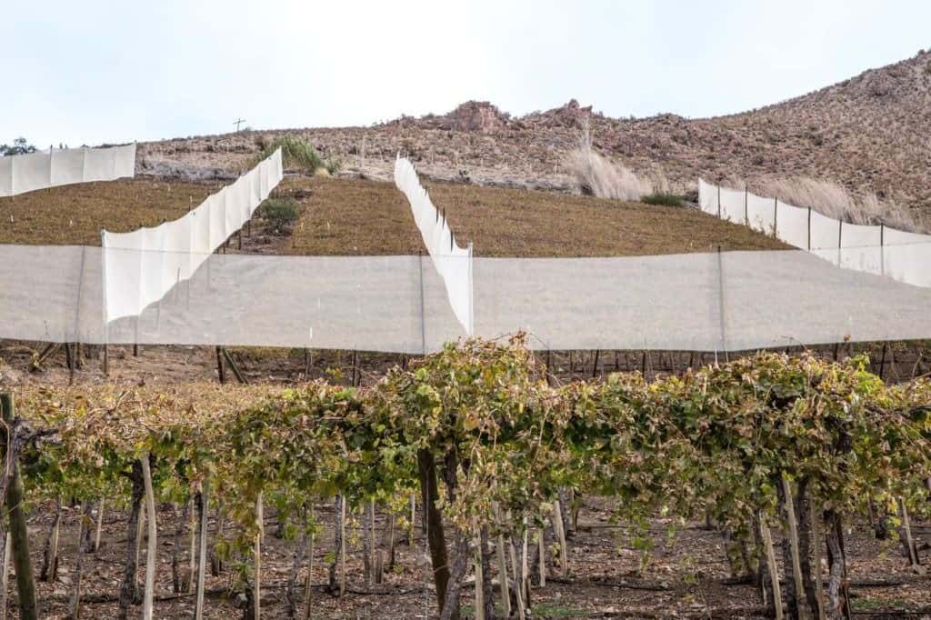 Chile-PiscoElqui-Valley2