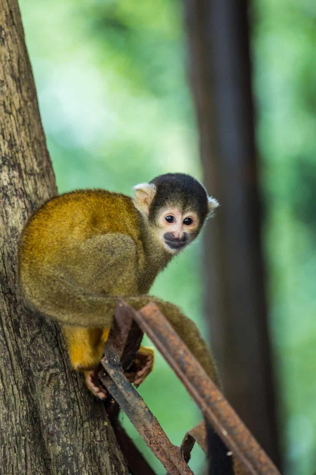 Bolivia-Rurrenabaque-squirel monkey