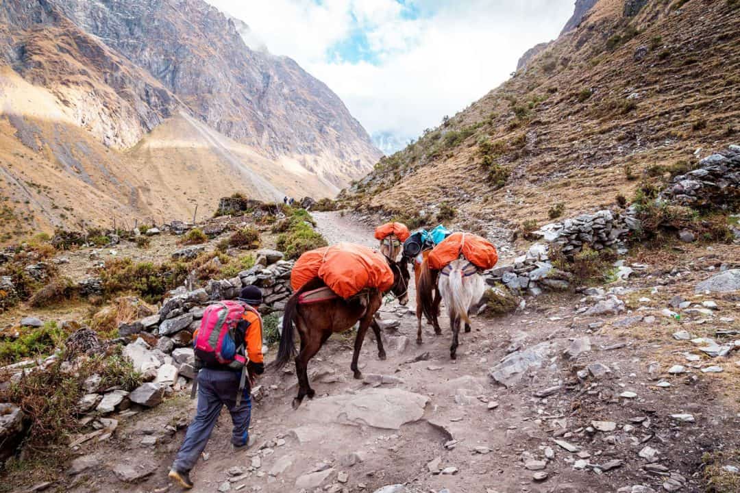 Peru - Salkantay Trek - Horses