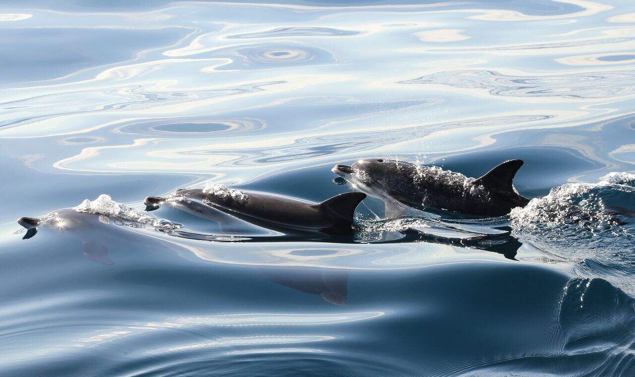 Spain - Canary Island - Tenerife - Whale and Dolphin Watching - Bottlenose dolphins