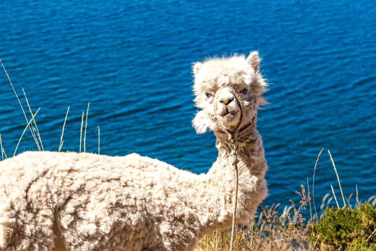 Bolivia - Copacabana - Isla del sol shaved alpaca