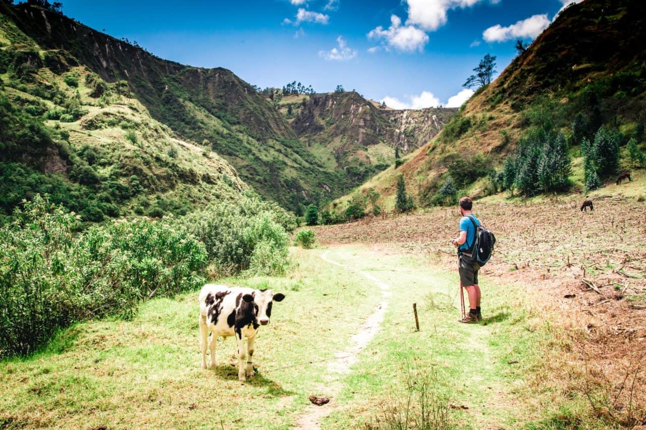 Ecuador - Quilotoa Loop - local cow