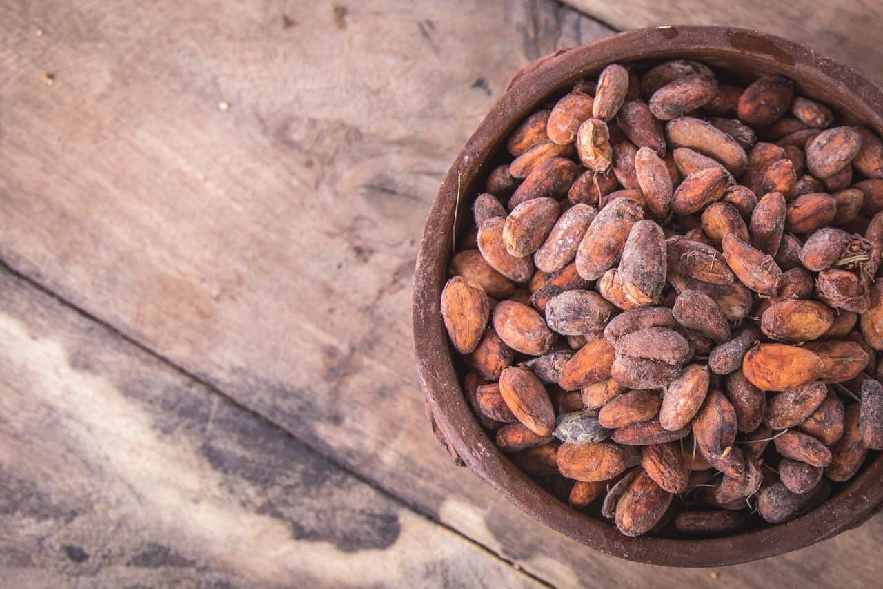 cacao farm canoa ecuador