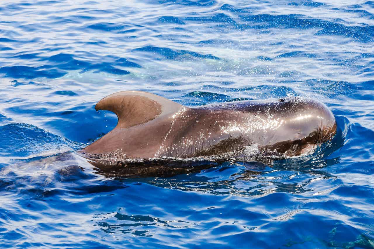 shot finned pilot whale - tenerife_1