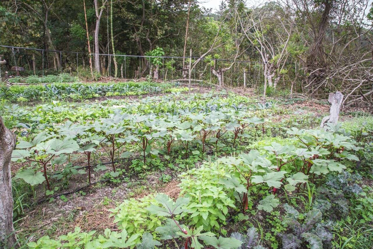Self sustainable Eco Farm - Rio Muchacho - Canoa Ecuador