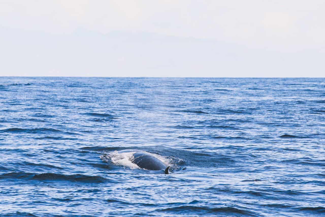 bryde whales Tenerife_1