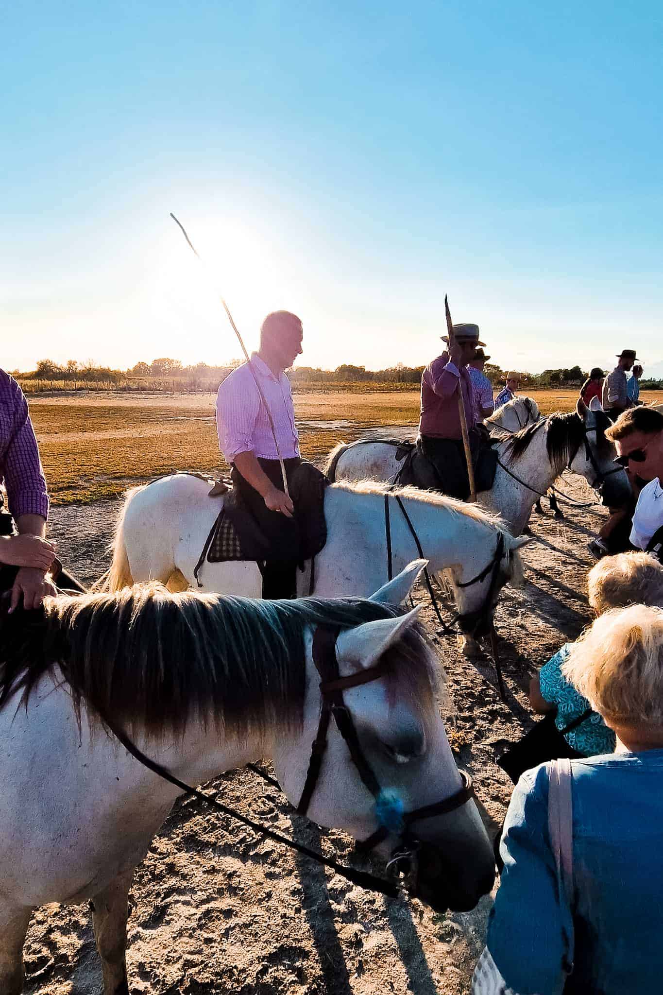 France - Camargue - Gardians horses