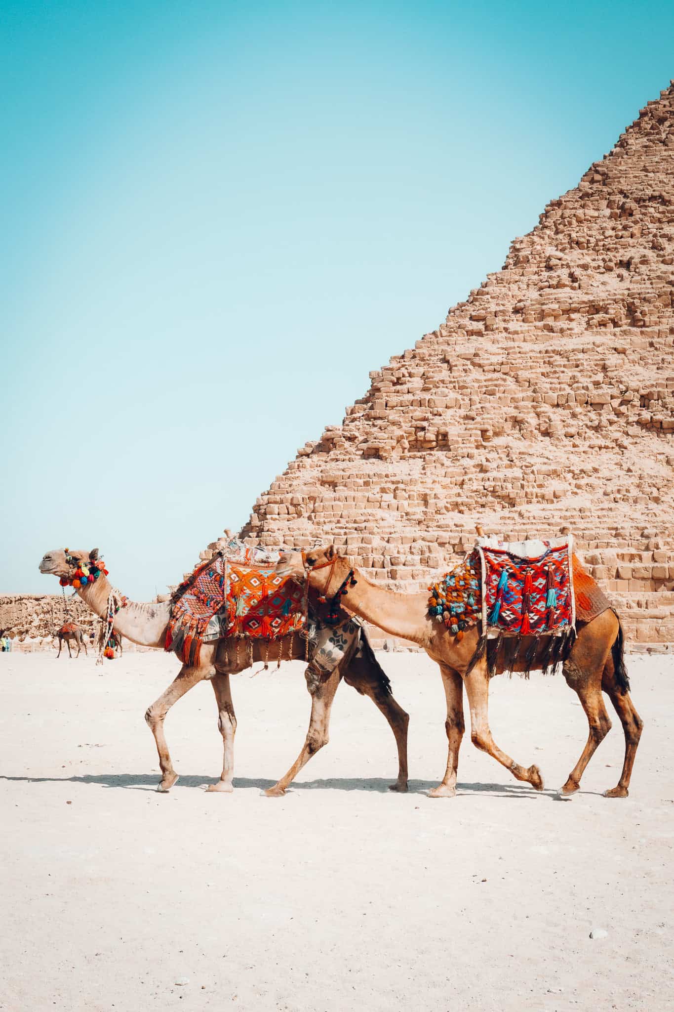 Two camels in bright red and orange saddle cloths walk past the base of a pyramid under a bright blue sky.
