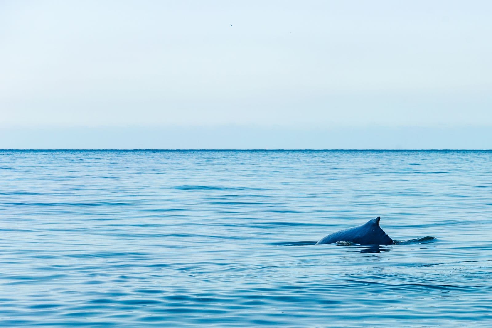 Peru-Mancora-Whalewatching tour