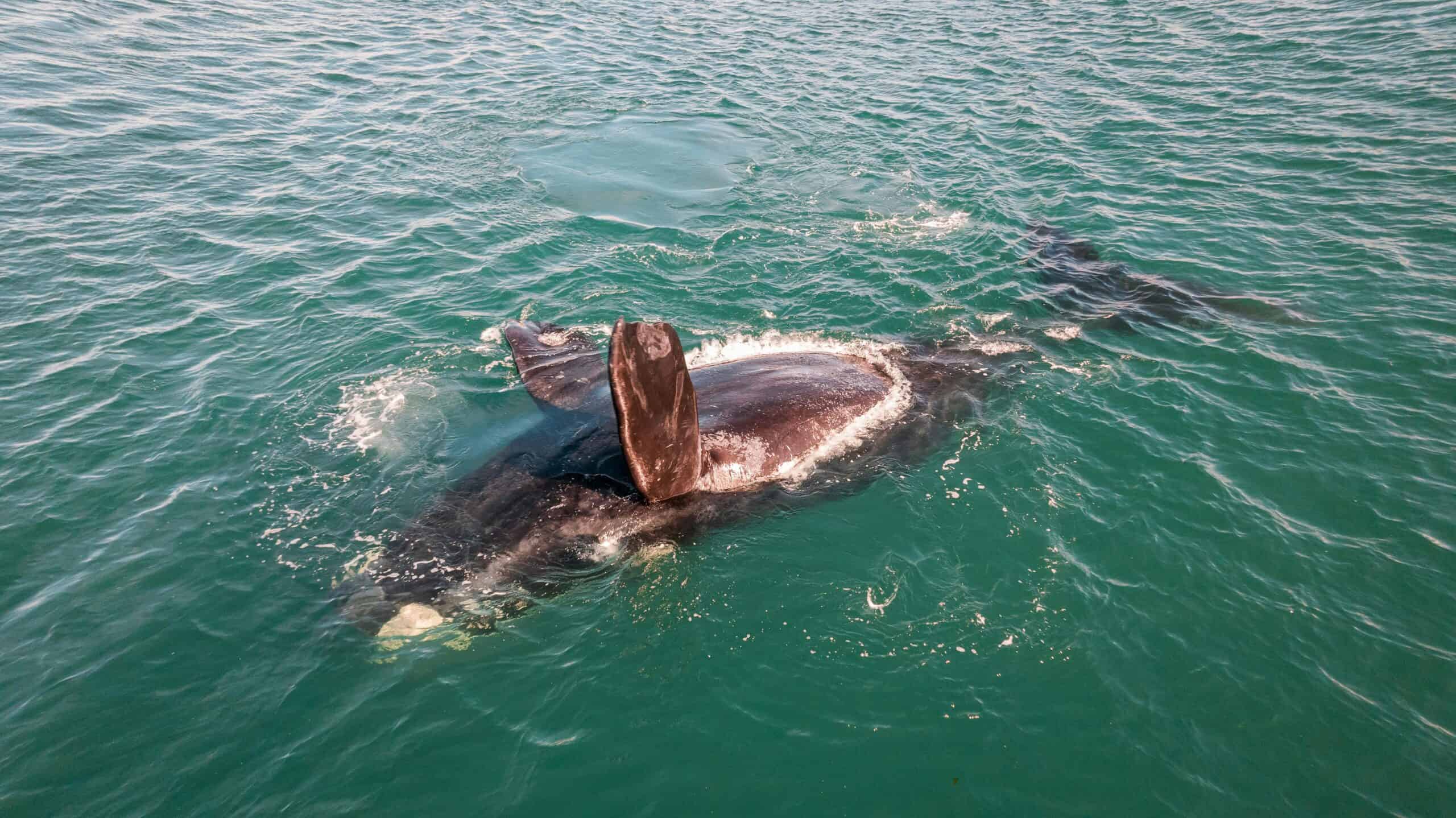 Aerial view of a Southern Right Whale swimming in the clear waters of Puerto Madryn, Argentina.