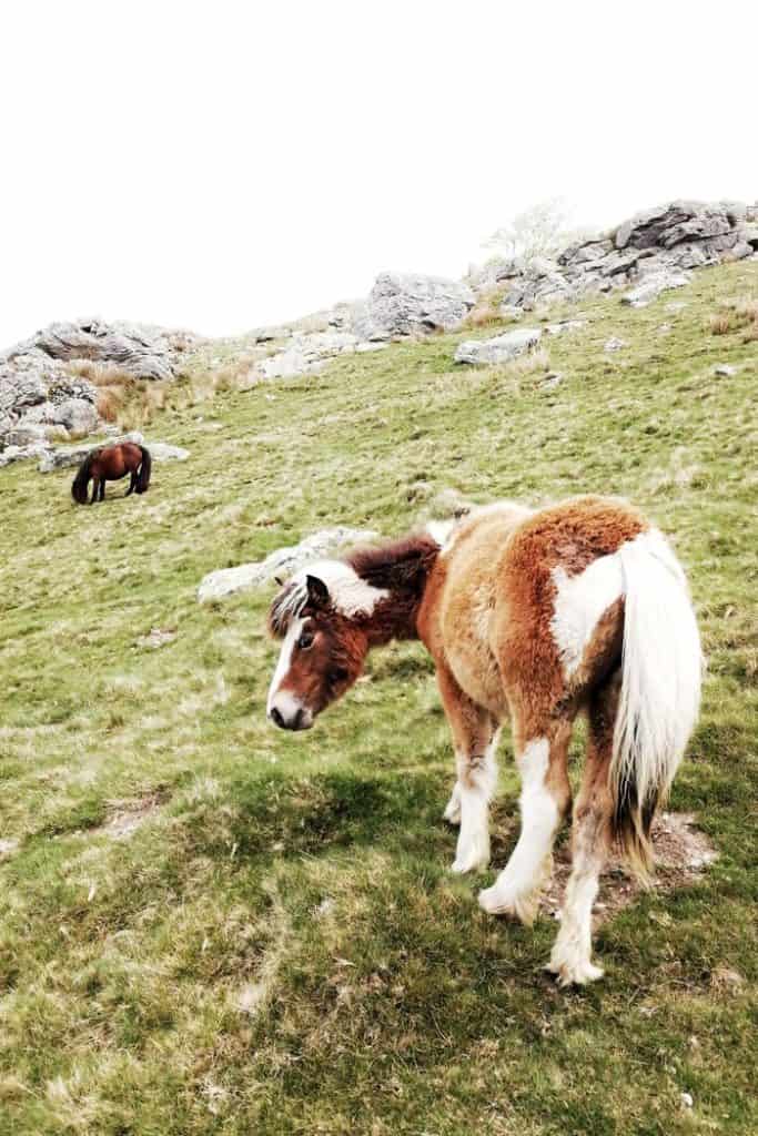 France - Mt Baigurra - Pottok