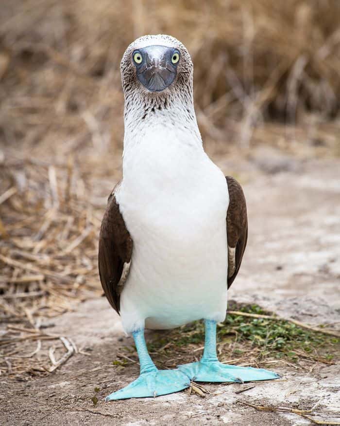Ecuador - blue-footed-booby