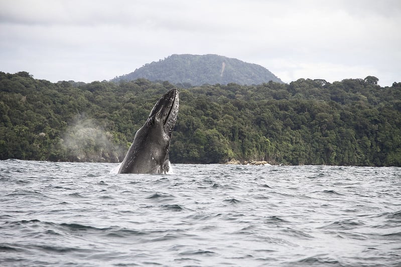 Humpback whales dancing and saying hello by michaelmelrose