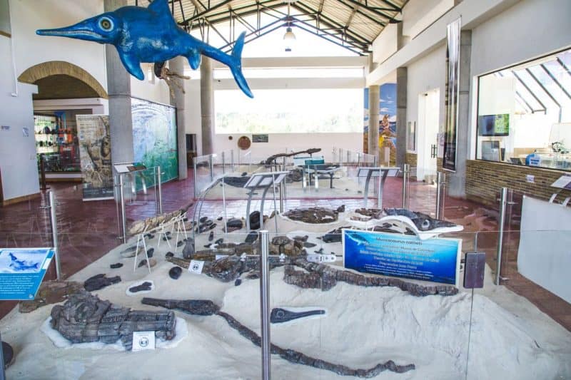 Marine fossils