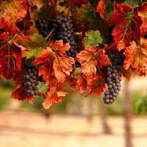 Hunter Valley private tour wine vineyard