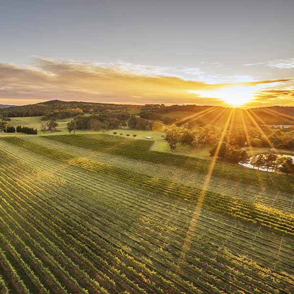 Southern Highlands view of vineyards at sunrise