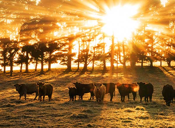 southern highlands tour