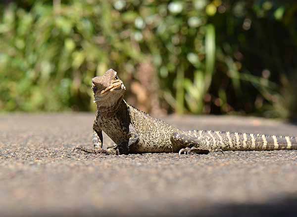 A lizard in the Blue Mountains