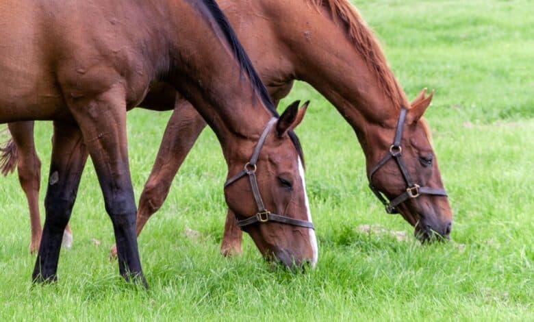 The impact of breeding on flat racing