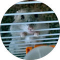 Sue, Siew Teen Chang profile picture