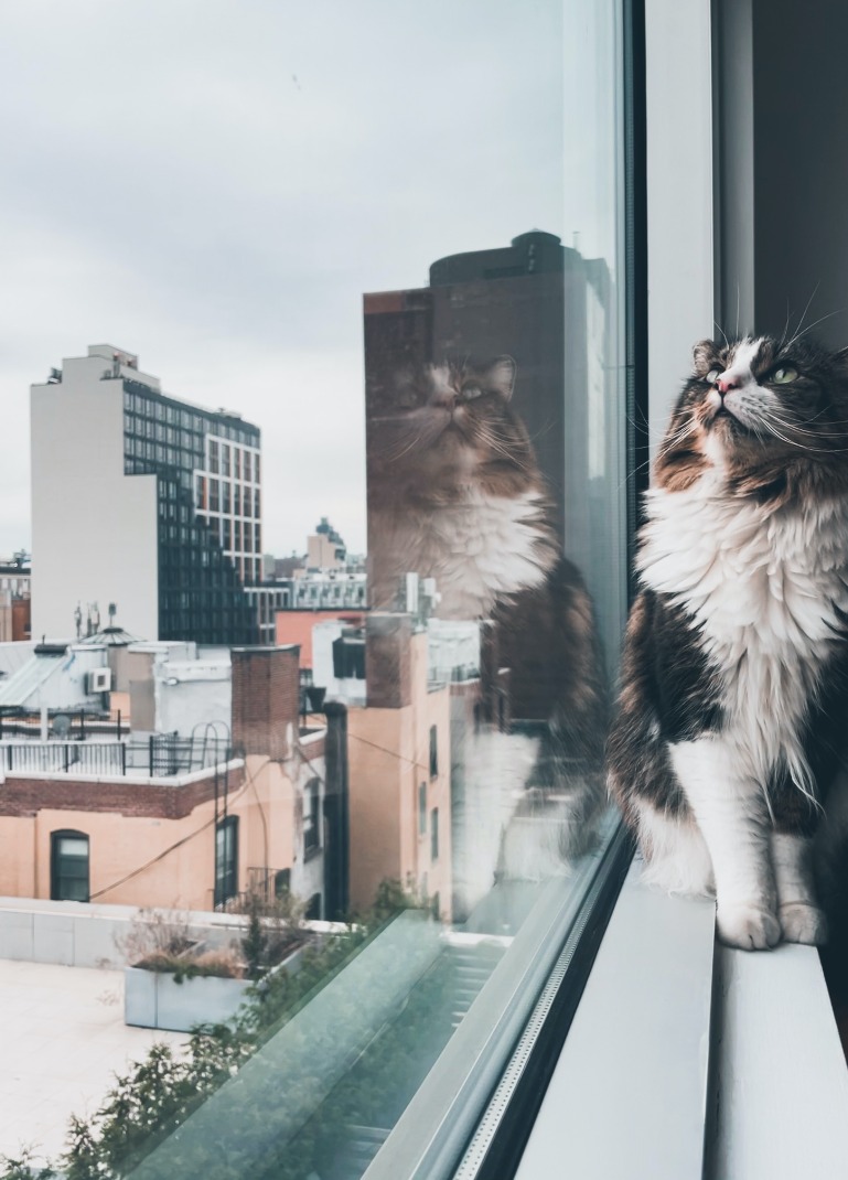 A cat gazing out of the window, its eyes fixed on the towering buildings outside.