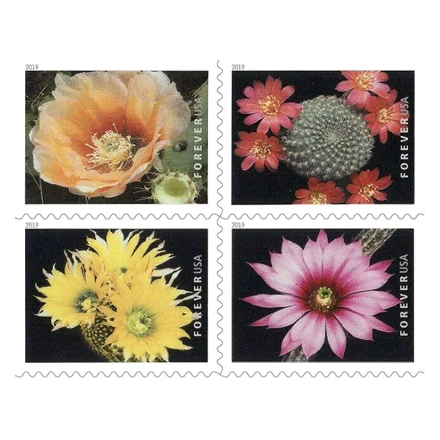 (2019) USPS Cactus Flowers Forever First Class Postage Stamps - Image 2