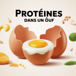 Combien de proteine dans un œuf vue schématique