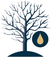 Maple Syrup Tapping
