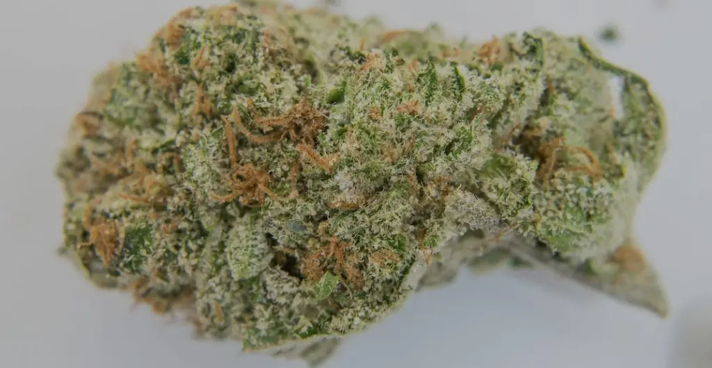 FLEURS CBD