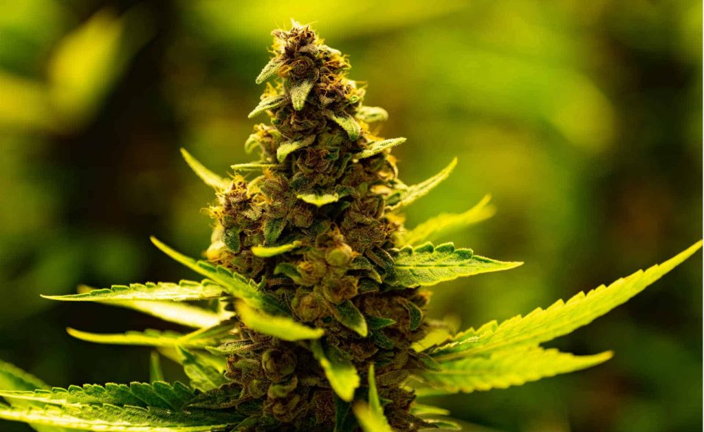 achat-cbd-dijon-strongcbd