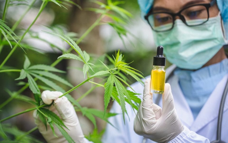 Israël-endocannabinoïde-cbd-Cannabidiol-CBD-bienfaits-sativa-indica-chanvre-full-spectrum-cbd-isolate-conseils-pour-conserver-cbd-puissance-chanvre-l'huile-cbd-pour-soins-peau-teintures-cbd-formes-guide-du-cbd-fleursdecbd-huilesde cbd-bio-strongcbd