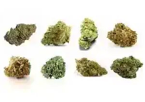 2042a5_1975b6678e424a1eadae0e9c39a05715_mv2