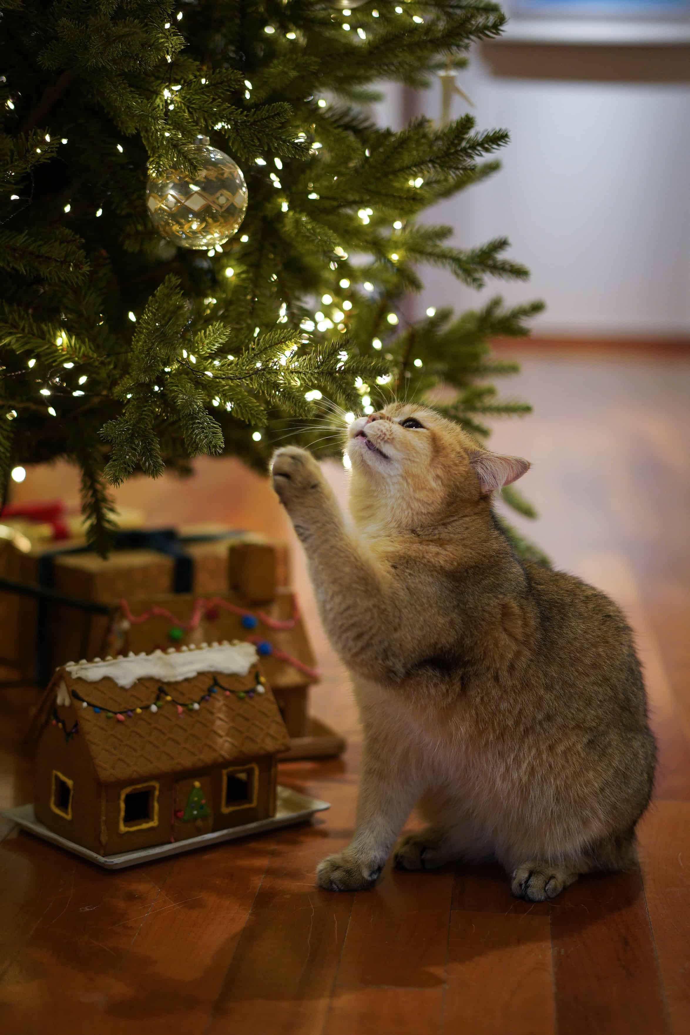 Christmas Wallpaper