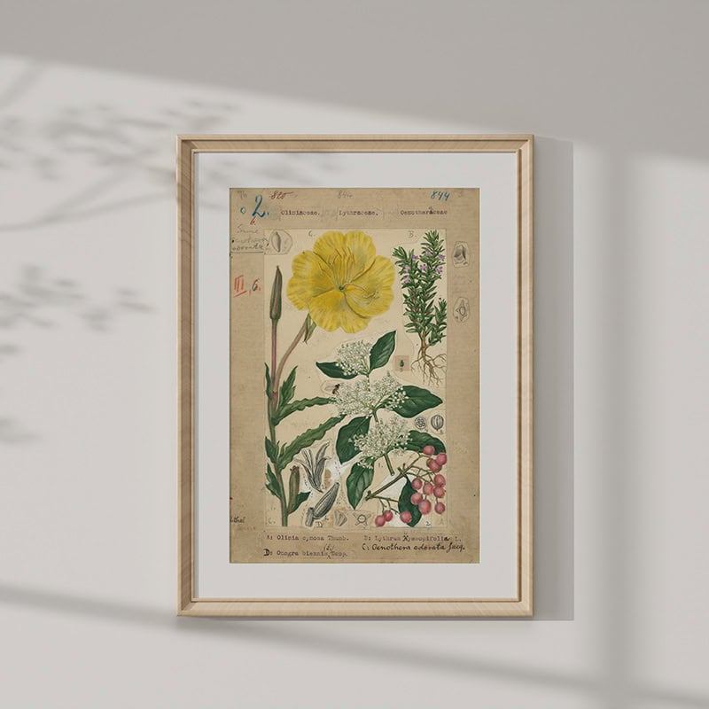 Marloth Collection Mounted Print - Plate 76 - Vol2 - P229 - Image 1