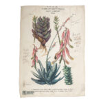 Marloth Collection - Tea Towel - plate 21