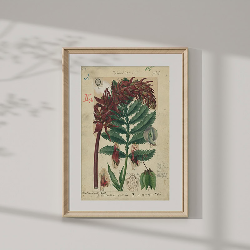 894f27f9-ffdf-4d0c-b89a-4492367ac691.jpg Marloth Collection Mounted Print - Plate 54 - Vol2 - P161 - Image 1