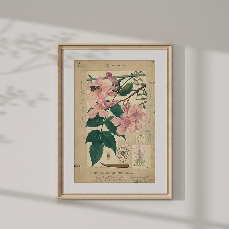 Marloth Collection Mounted Print - Plate 40 - Vol3 - P153 - Image 1