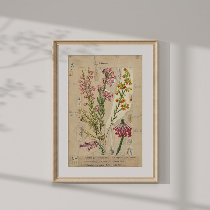 Marloth Collection Mounted Print - Plate 7 - Vol3 - P25 - Image 1