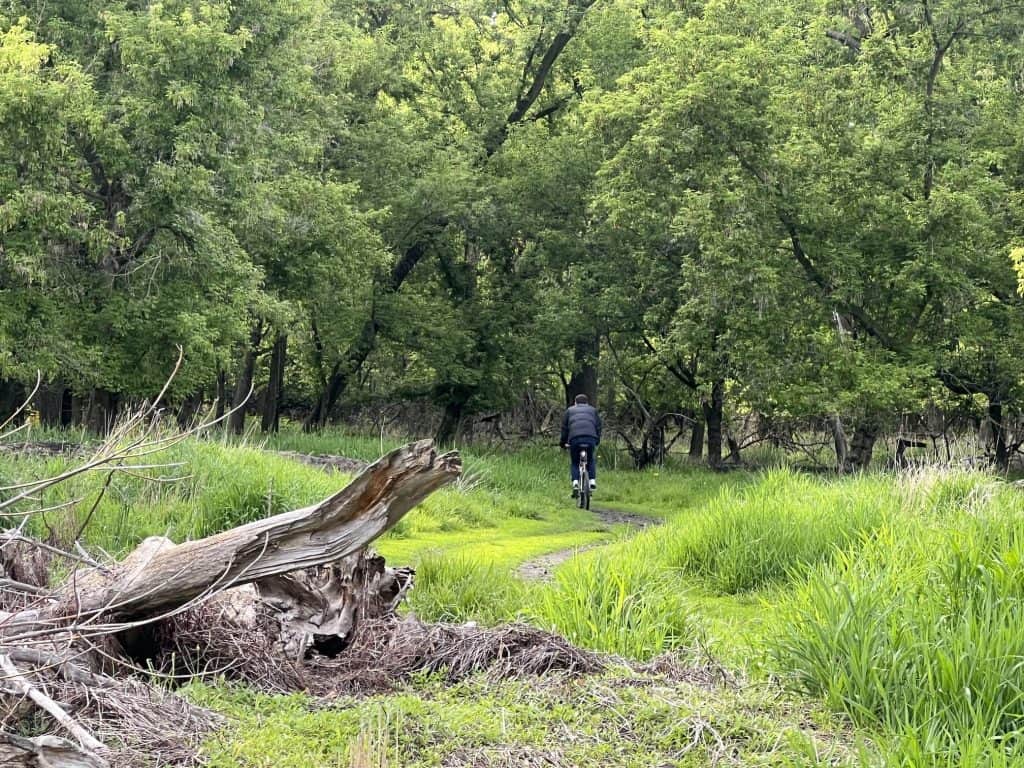 A bicyclist rides on a dirt path around a large broken tree log on the ground, through grassland and forest.