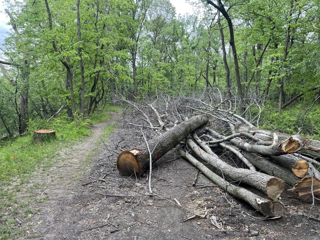 Long tree logs block most of a dirt path through a forest, with a little walking path formed on the left.