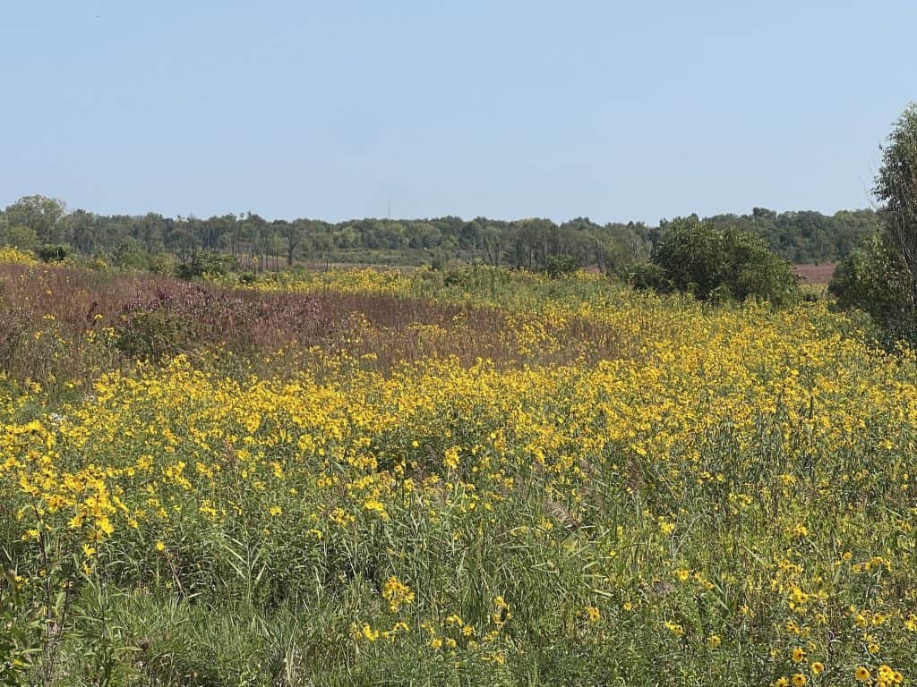 A field of small yellow sunflowers and other purple flowers farther back, within a larger prairie scene.