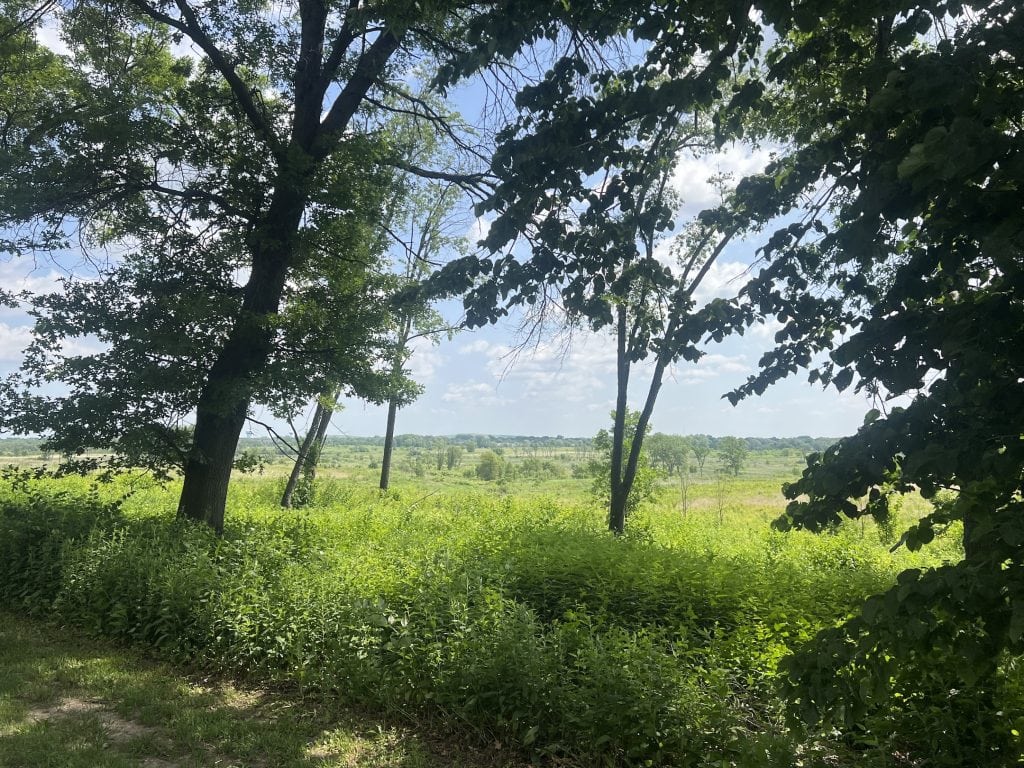 A view through trees of a diverse green prairie.