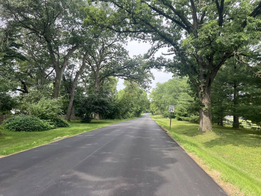 A new asphalt road runs under a canopy of trees.