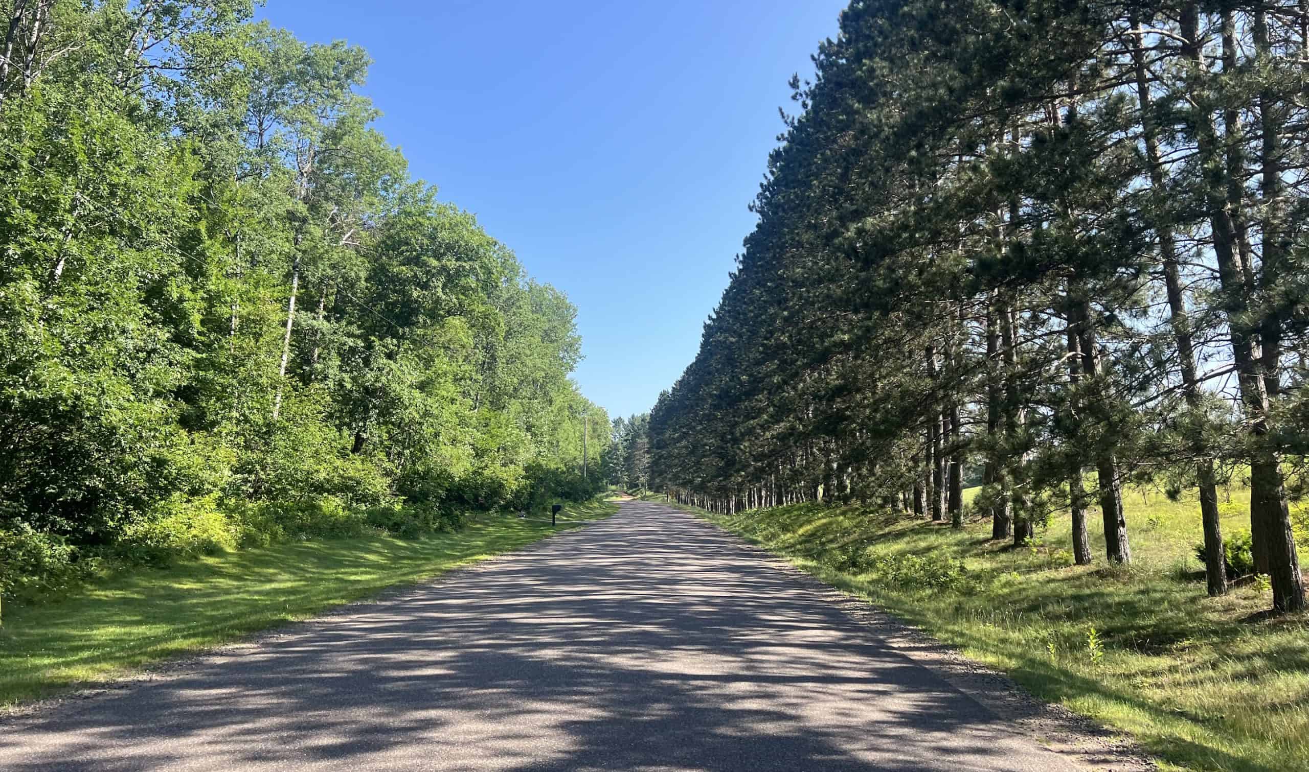 Looking down a road between rows of tall trees, pine trees on the right side.