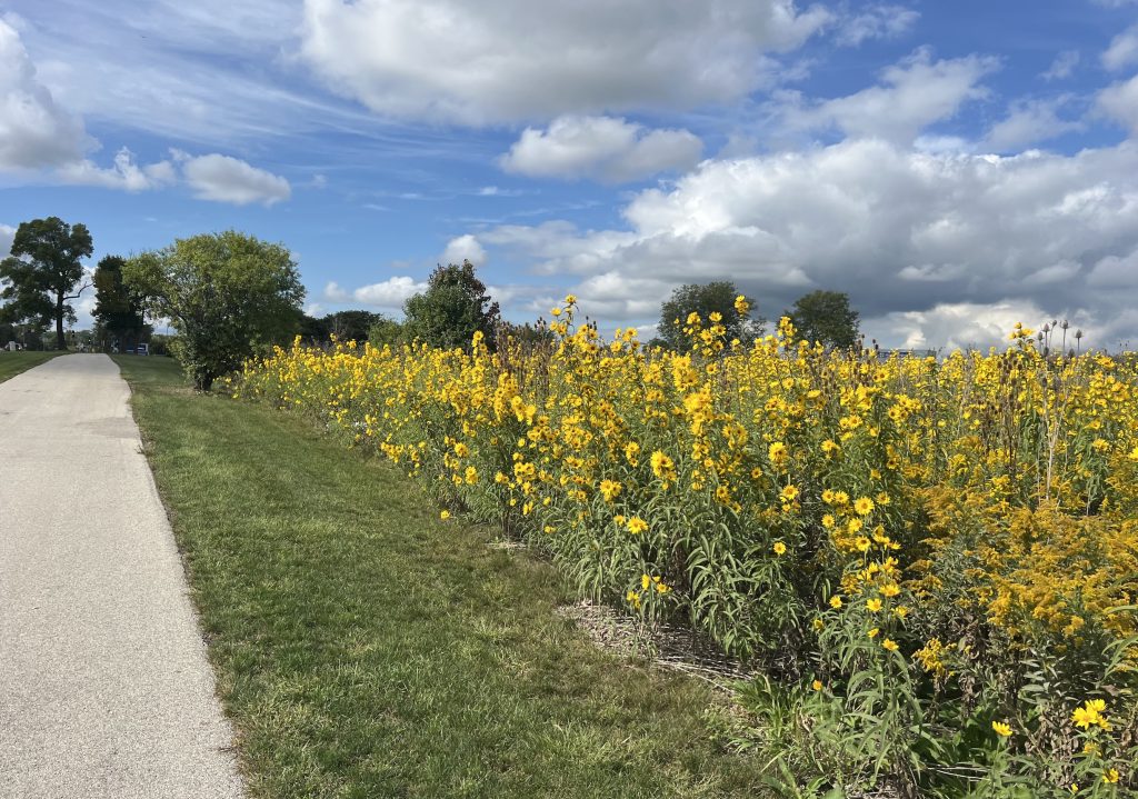 Sun flowers brought a lot of cheer to the path through the Harper College campus in Palatine, especially along its Craig Stettner Prairie, in late September.