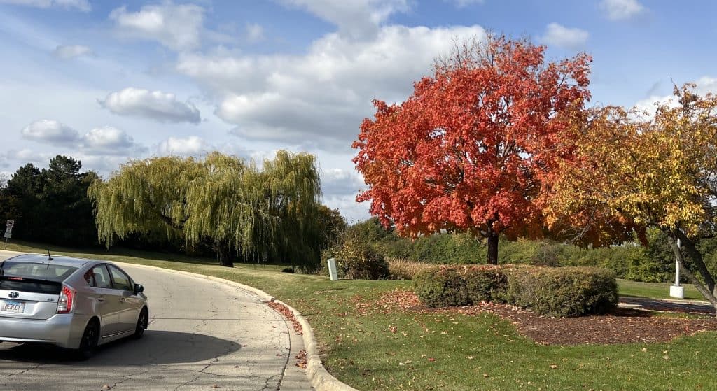 Vibrant fall foliage along suburban Chicago bike paths in autumn scenery.